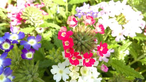 Close-up of flowers blooming outdoors