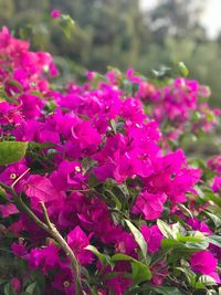 Close-up of pink flowers blooming outdoors