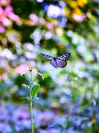 Close-up of butterfly pollinating on purple flower