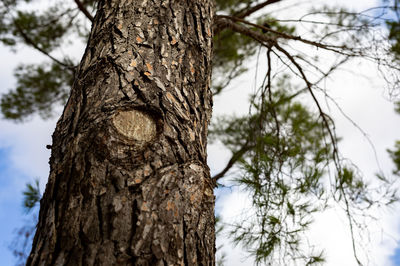 Low angle view of tree trunk against sky