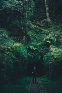 Rear view of woman walking in forest