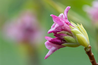 Macro shot of perfume princess daphne flowers in bloom