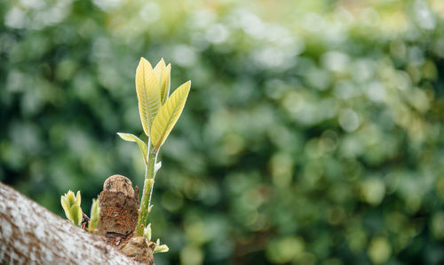 Close-up of yellow leaf on tree