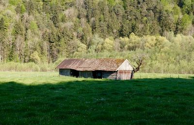 Trees on grassy field