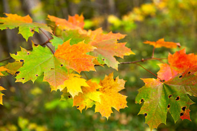 Close-up of orange leaves on plant during autumn