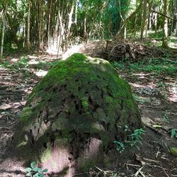 Tree trunk in forest