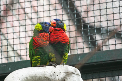 Rainbow lorikeets in cage at zoo