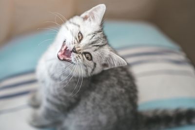 Close-up of kitten sitting on bed
