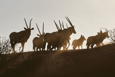 Low angle view of silhouette wildebeests walking on field against clear sky during sunset