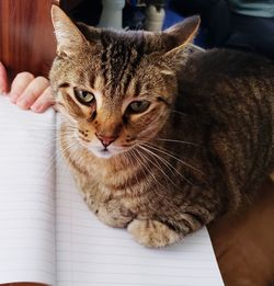 Close-up portrait of tabby cat at home