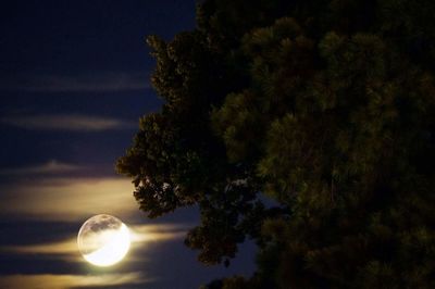 Idyllic shot of tree against glowing full moon in sky at night
