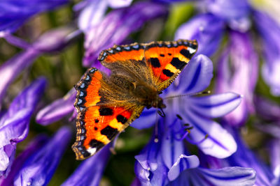 Close-up of butterfly pollinating on purple flower