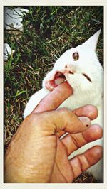 Close-up of cropped hand holding cat