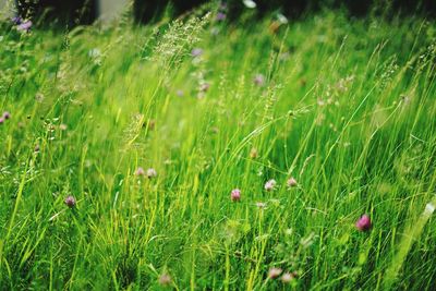 View of poppy in field