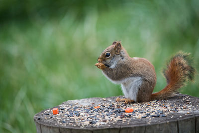 Close-up of squirrel eating at feeder