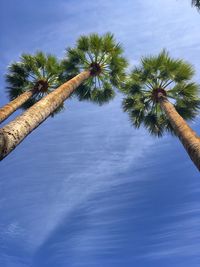 Low angle view of palm tree against blue sky