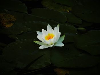 Close-up of lotus water lily in pond