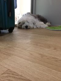 Close-up of a sleeping dog