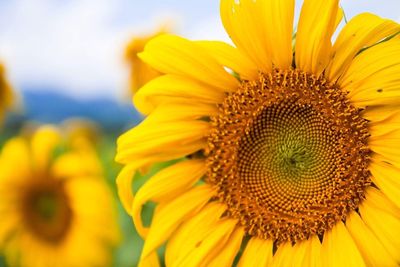 Close-up of sunflower