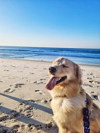 Dog on beach against sky