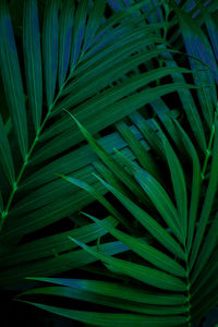 Full frame shot of palm leaves