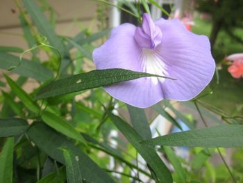 Close-up of flower blooming outdoors