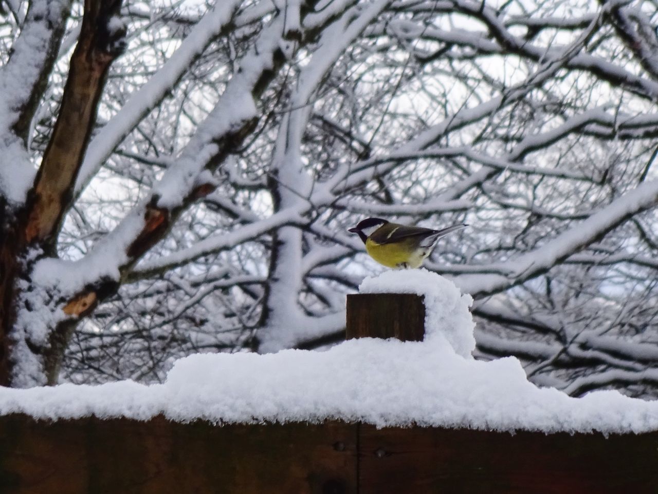 snow, winter, cold temperature, one animal, animal themes, animals in the wild, bird, weather, nature, perching, animal wildlife, day, outdoors, no people, tree, beauty in nature, frozen, branch, sparrow, close-up