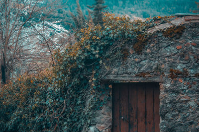 Close-up of door and tree