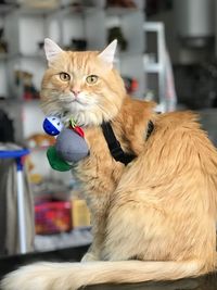 Close-up portrait of a cat