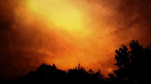 Silhouette of trees at sunset