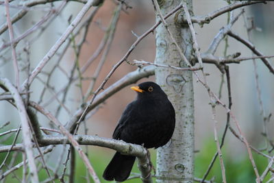 Black bird sitting on a branch without leaves and looking in the camera - springtime pictures