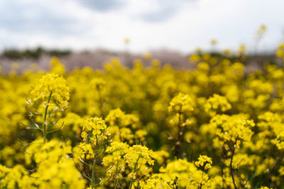 Yellow flowering plants growing on field