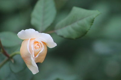 Close-up of flower