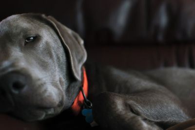 Close-up of dog relaxing at home