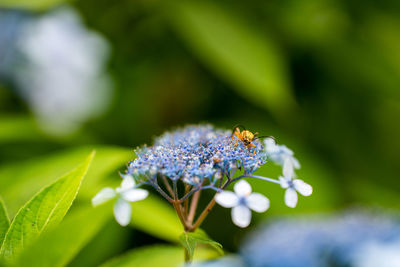 Close-up of insect on purple flower