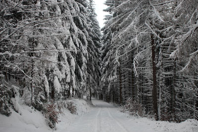 Snow covered road amidst trees in forest