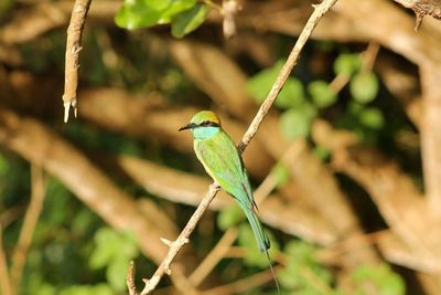 Close-up of bird perching on tree