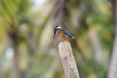 Close-up of bird perching on tree