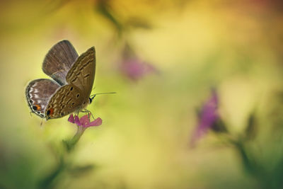 Close-up of butterfly pollinating on flower