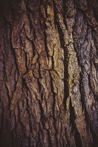 Full frame shot of tree trunk