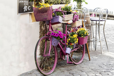 Potted plant on sidewalk against wall