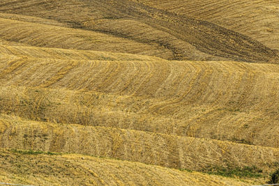 Scenic view of wheat field