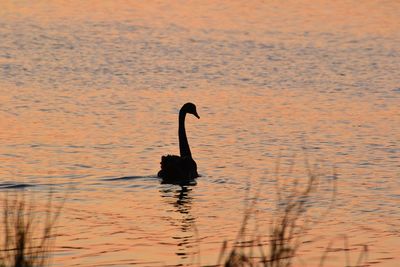 Silhouette swan swimming on lake during sunset