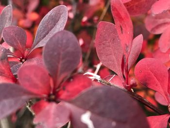 Close-up of red flowers blooming outdoors