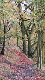 Trees on landscape during autumn