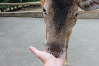 Midsection of person eating hand