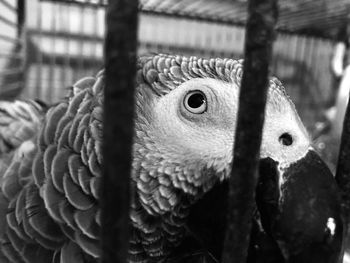 Close-up of owl in cage