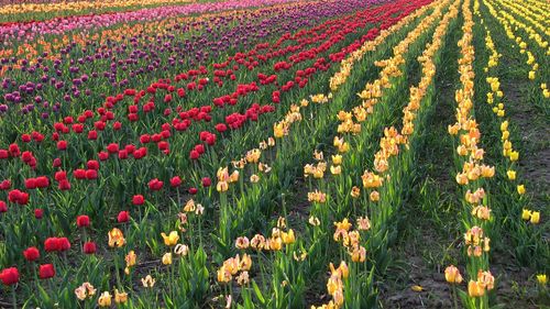 Fresh red poppies in field