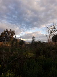 Plants growing on land against sky