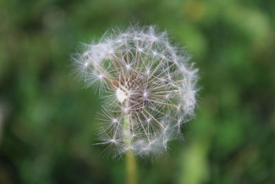 Close-up of dandelion